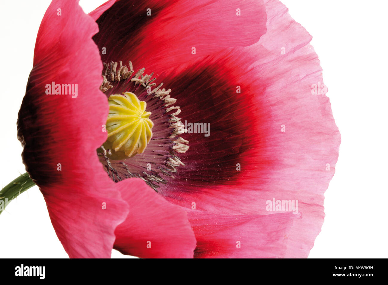Blossom de pavot à opium (Fremontodendron californicum), close-up Banque D'Images