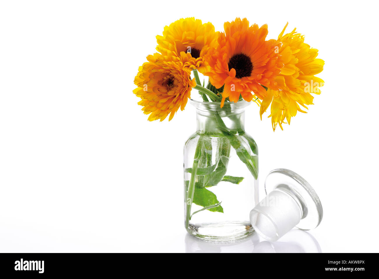 Dans un vase de fleurs de souci (Calendula officinalis),, close-up Banque D'Images