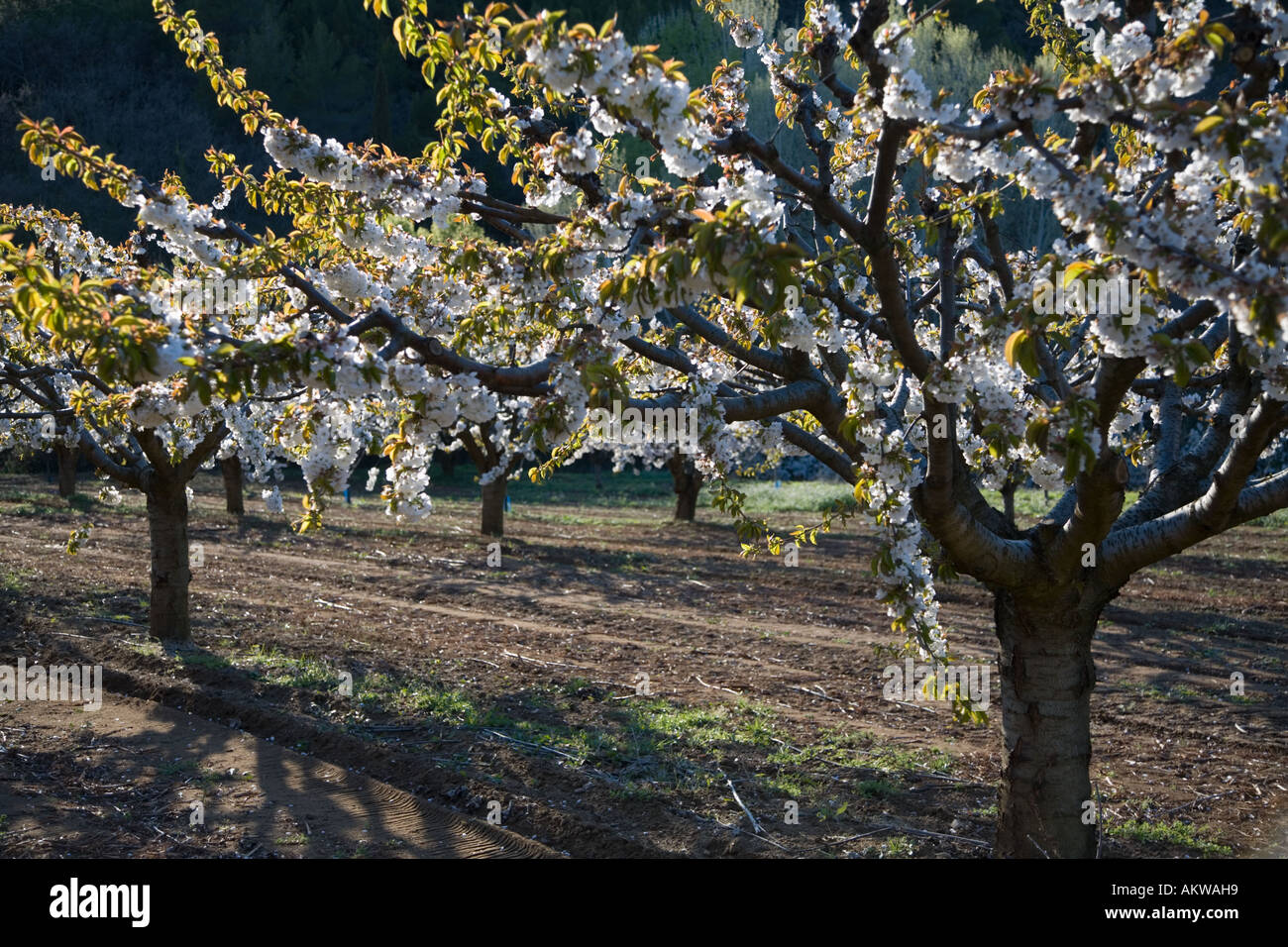 Les fleurs de cerisier dans le Luberon Vaucluse provence france Banque D'Images