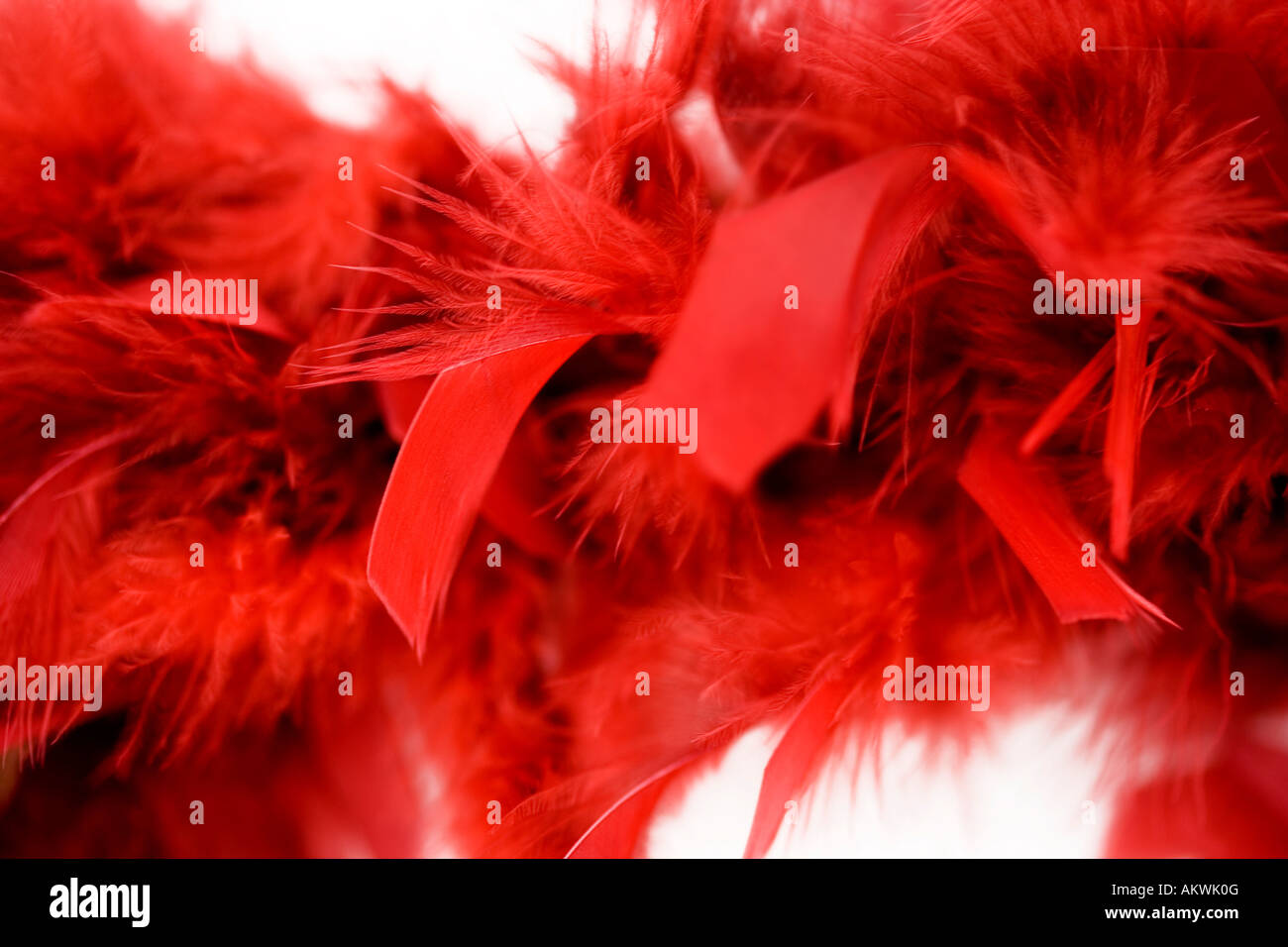 Boa de plumes rouge Banque D'Images