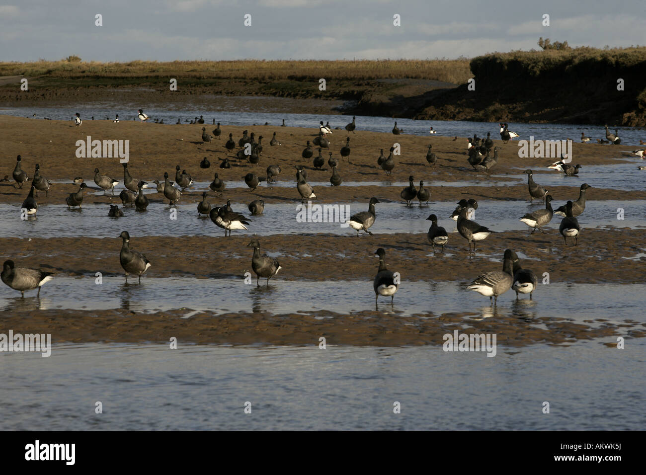 La Bernache cravant Branta bernicla hiver Norfolk Banque D'Images