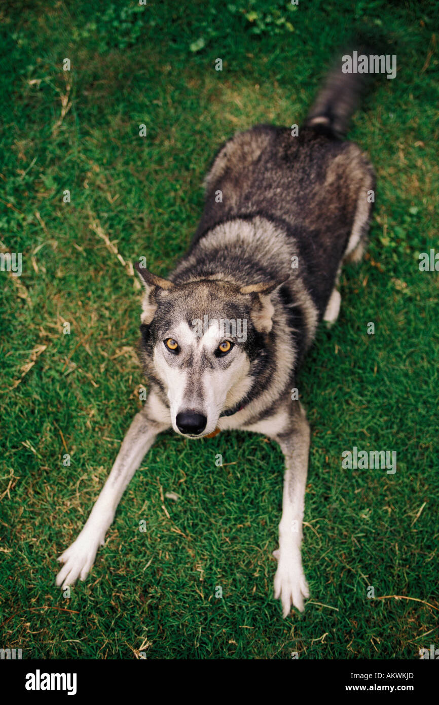 Les chiens, le loup et l'hybride mélange Husky Banque D'Images