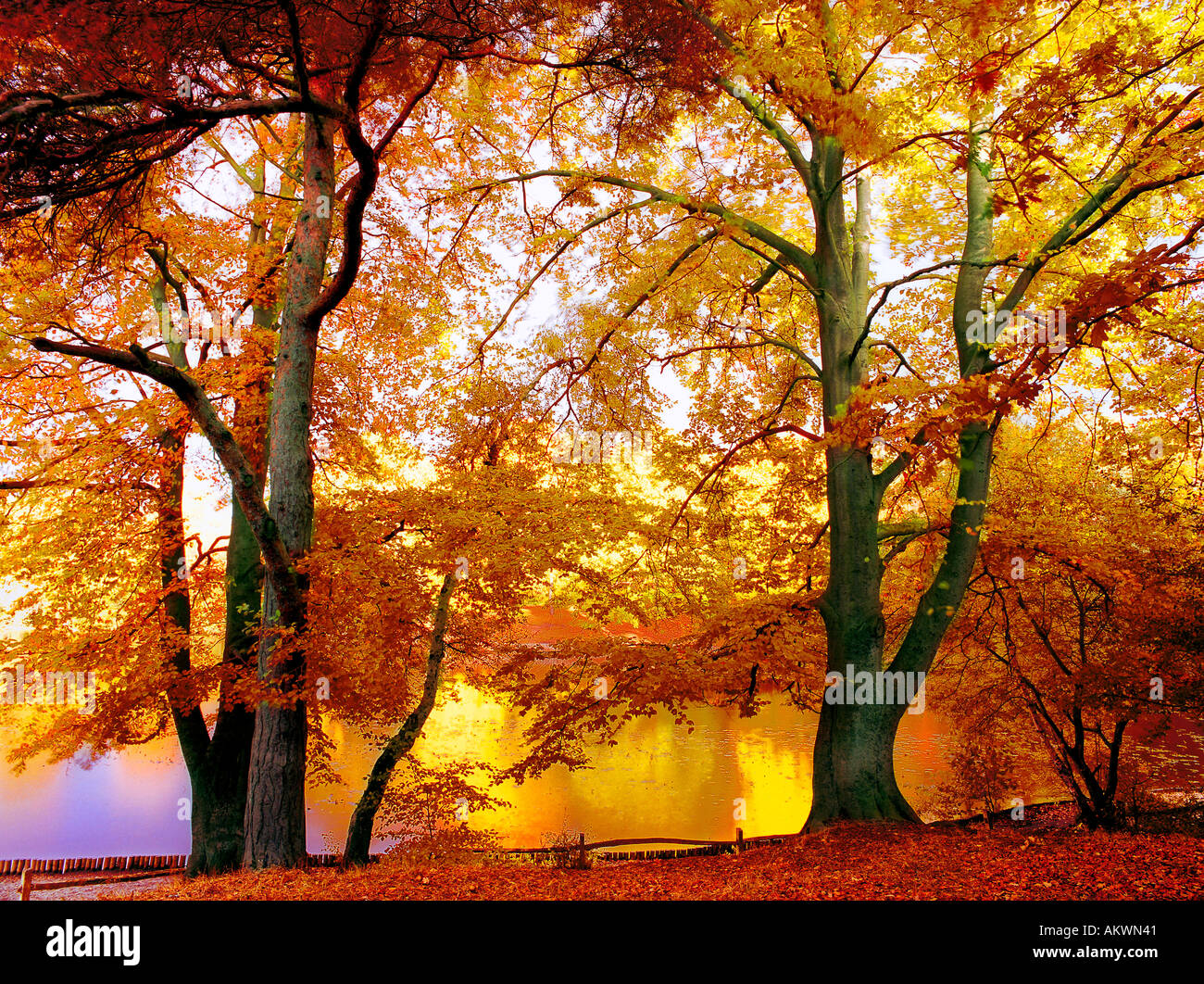 Photo illustration par les arbres d'automne rétroéclairé concept keston Lac Parc Kent England uk Banque D'Images