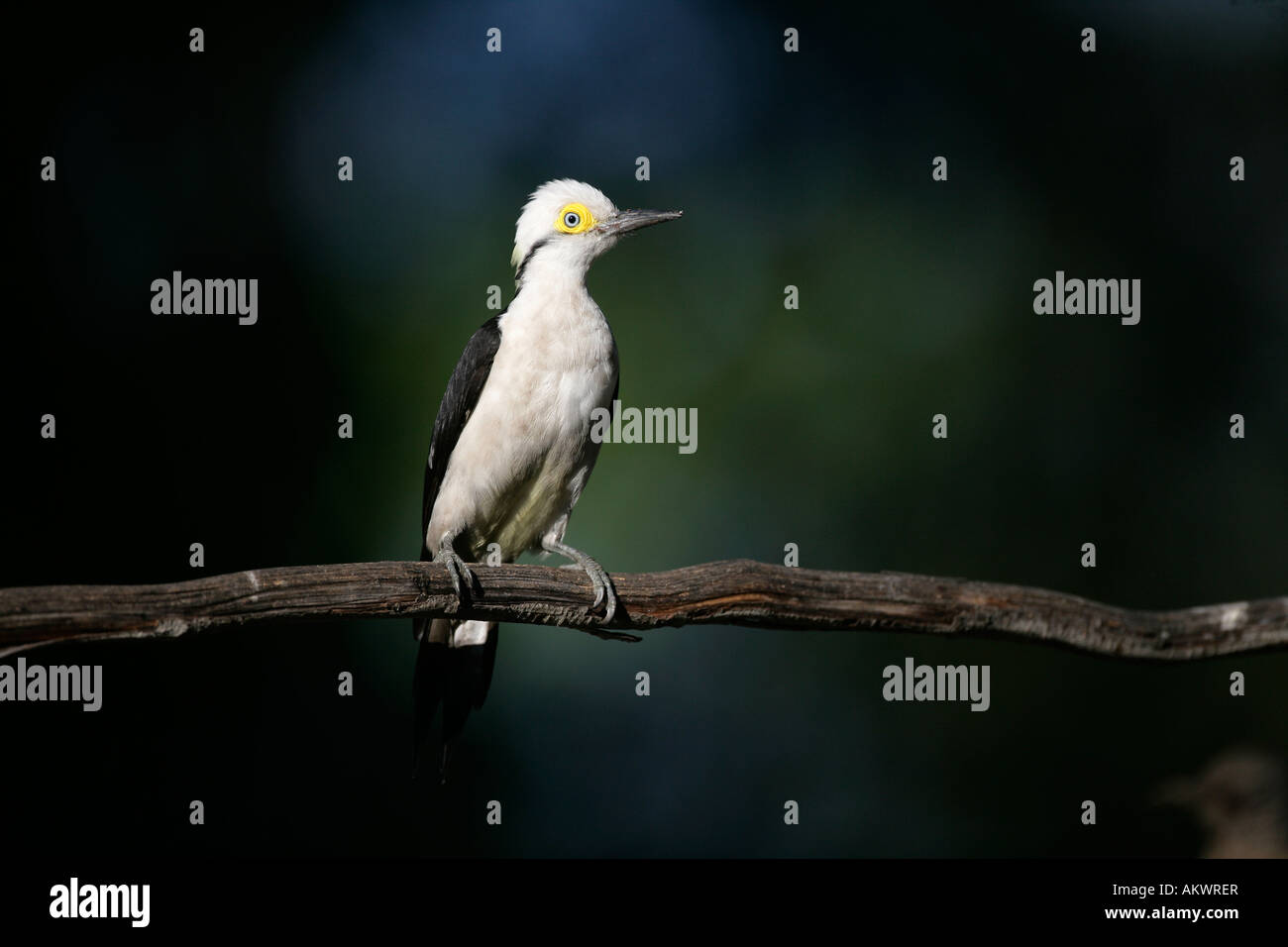 White Woodpecker Melanerpes candidus Brésil Banque D'Images