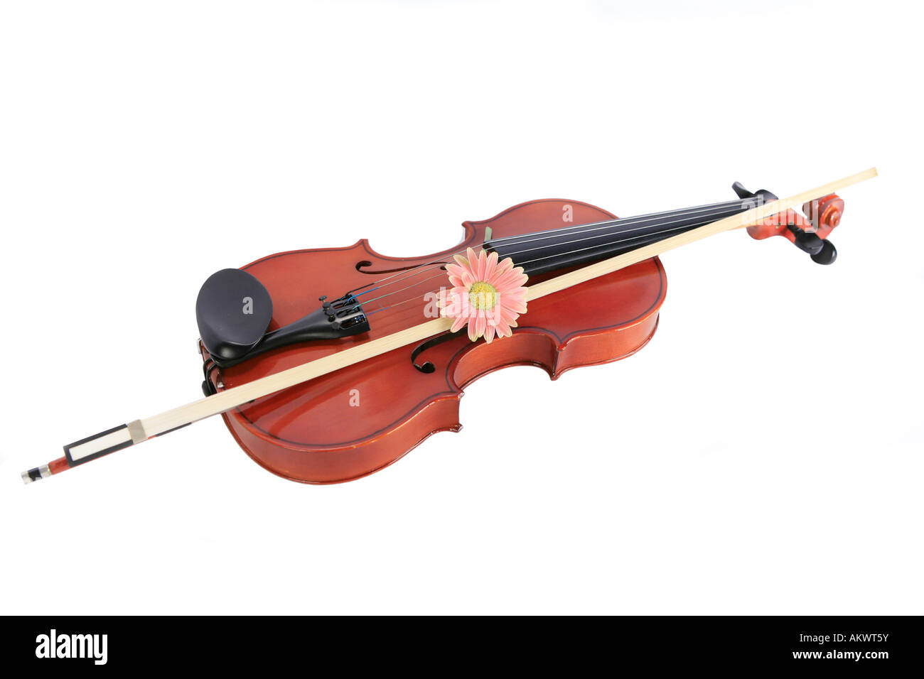 Violin and Bow avec daisy rose sur fond blanc Banque D'Images