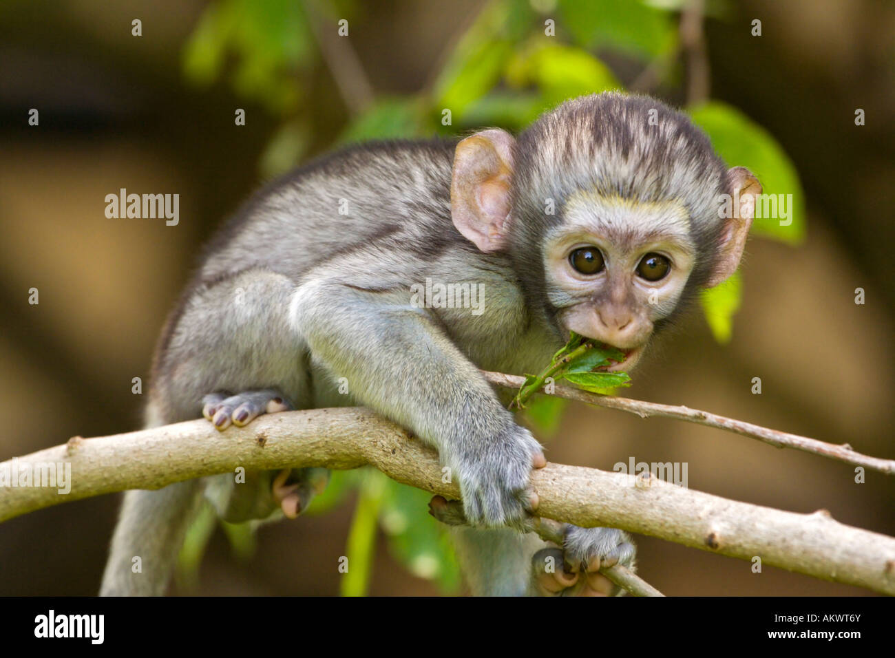 Un Mignon Bebe Bleu Et Un Singe S Accroche A Une Branche Comme Il Regarde Curieusement Sur Photo Stock Alamy