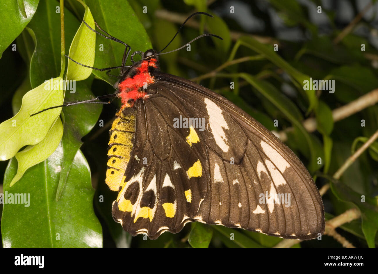 La Cites, Cairns papillon femelle d'Ornithoptera priamus euphorion Banque D'Images