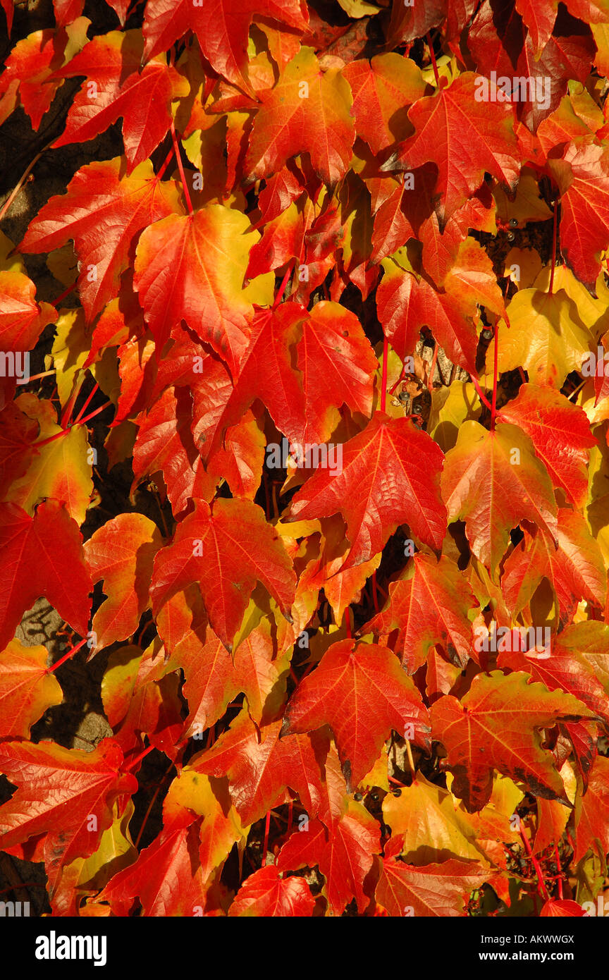 L'automne les feuilles rouges Banque D'Images