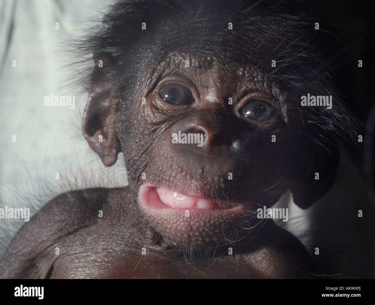 Bebe Chimpanze Bonobo En Sage Femme Zoo De Cincinnati Ohio Usa United States Endangered Primate Primates Captifs Pygmee Singe Animal Mamm Photo Stock Alamy