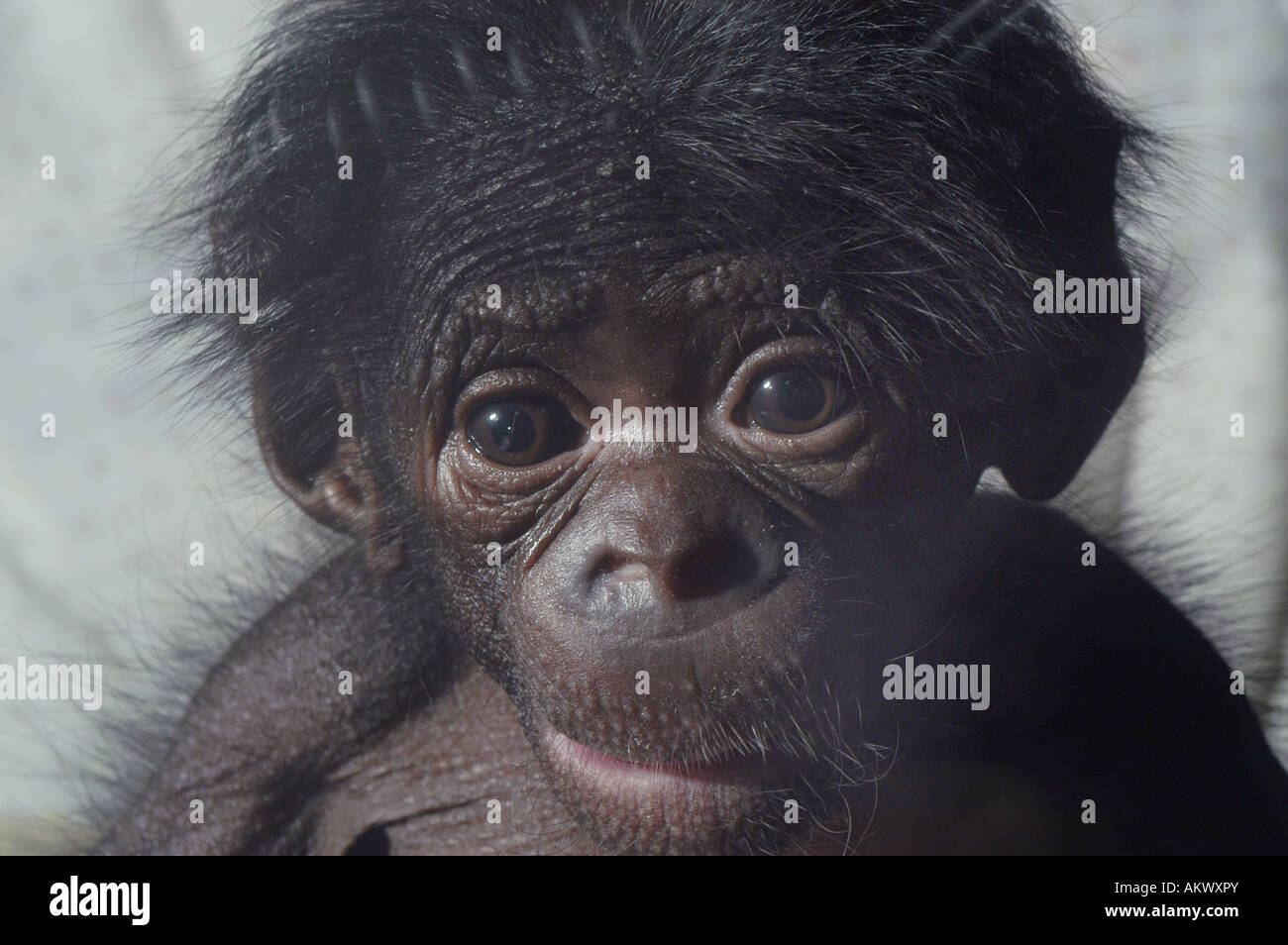 Bebe Chimpanze Bonobo Dans Les Jardins Du Zoo De Cincinnati Ohio Usa United States Endangered Primate Primates Captifs Pygmee Singe Animal Mam Photo Stock Alamy