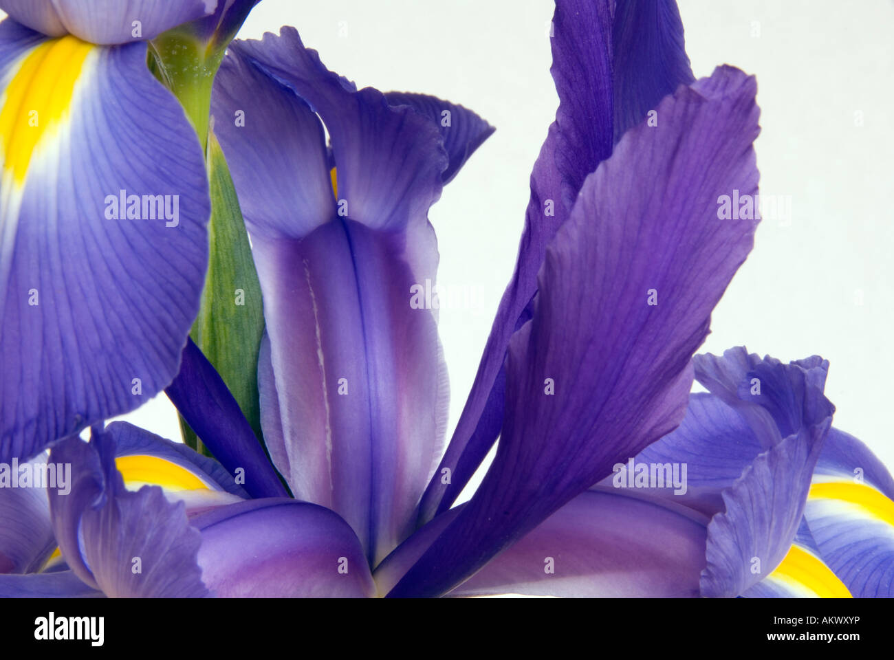 Iris fleur plante fleurs pétales blanc jaune bleu Banque D'Images