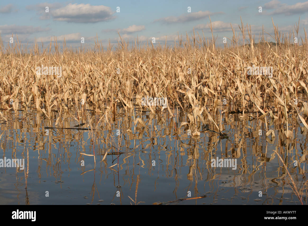 Champ de maïs inondés inondation détruit des récoltes de maïs en ruine la réflexion de la rivière Ohio Indiana ferme Banque D'Images