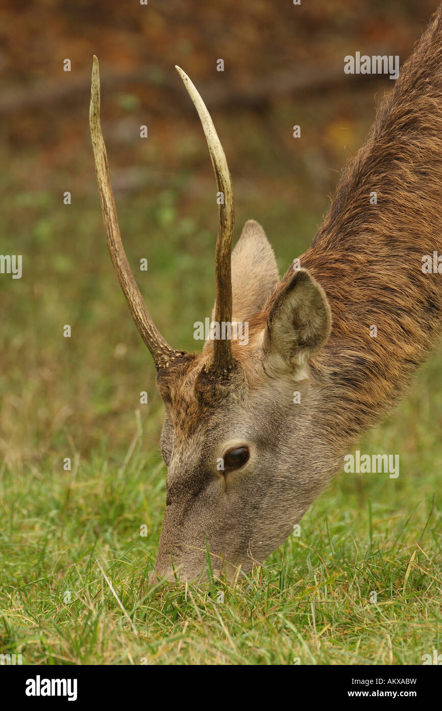 Red Deer (Cervus elaphus le pâturage Banque D'Images