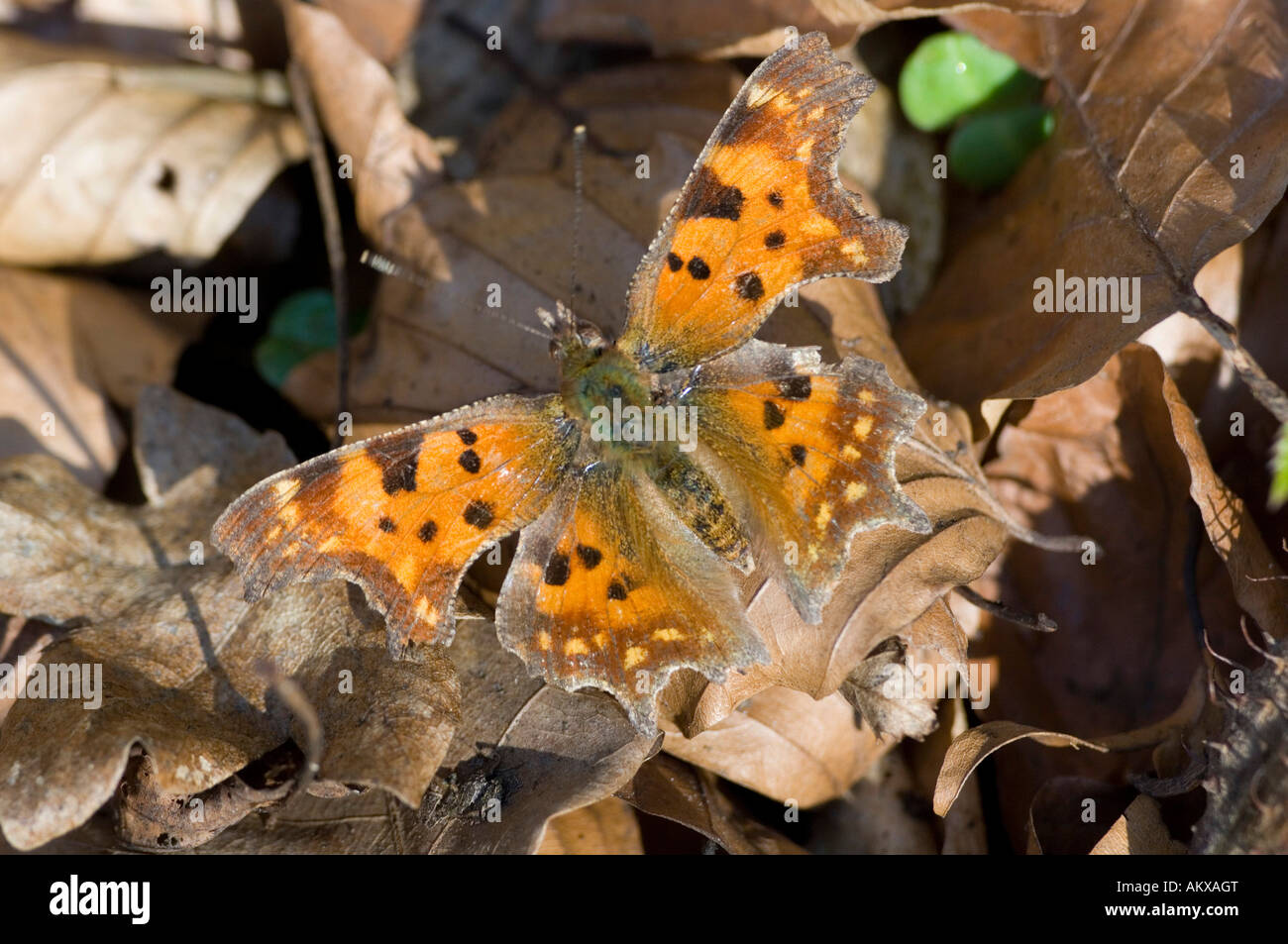 Comma butterfly (Polygonia c-album), Allemagne Banque D'Images