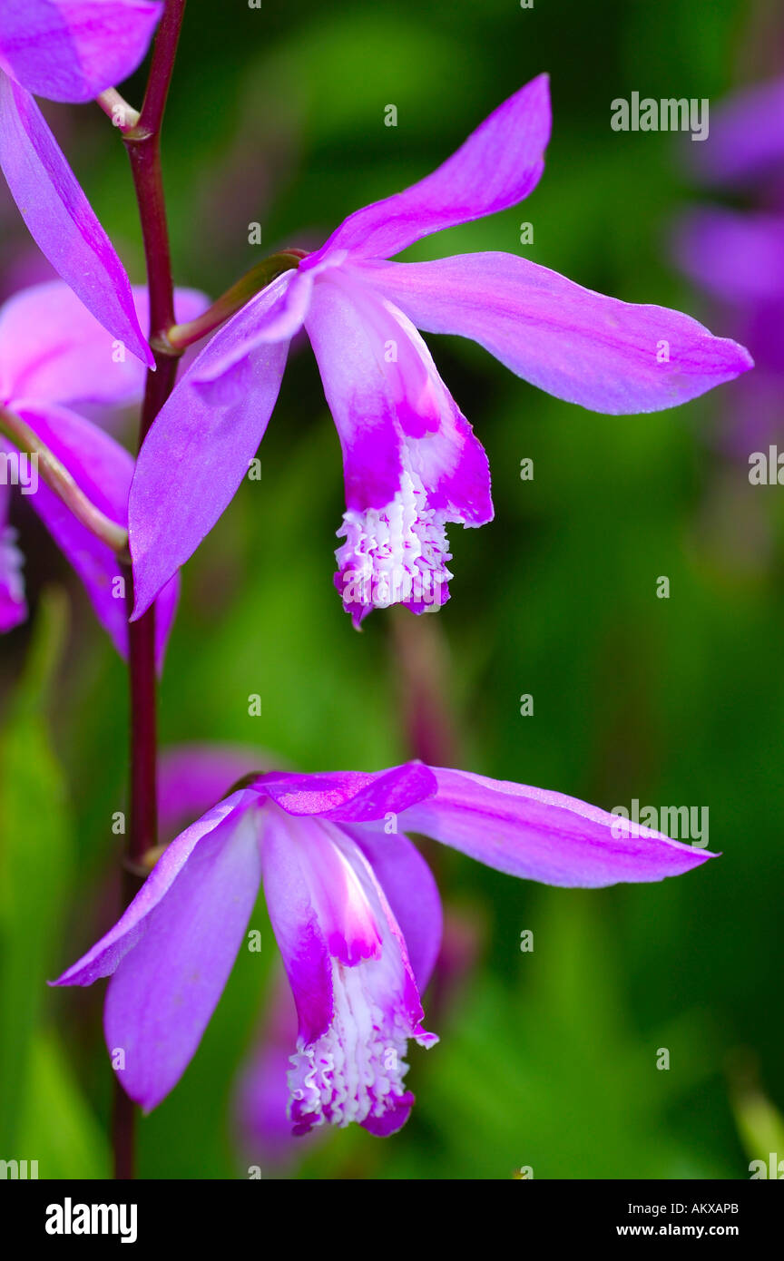 La masse chinois orchid, urn orchid, Jacinthe orchidée, Hardy Orchid, Bletilla striata Banque D'Images