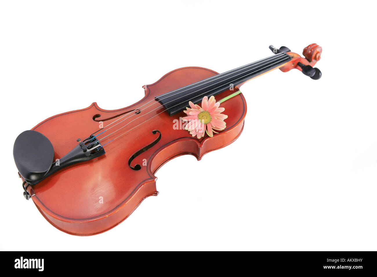 Violon et Daisy Rose isolated on White Banque D'Images