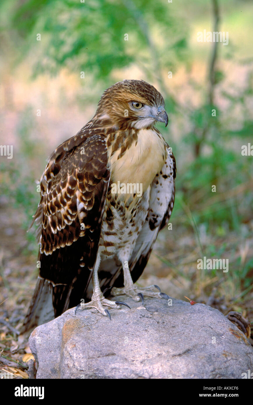 Le rouge queue rousse Buteo jamaicensis Hawks Accipitridae c'est une buse à queue rouge immatures. Banque D'Images