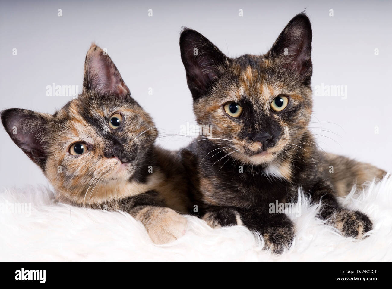 Chaton De Deux Mois Banque d
