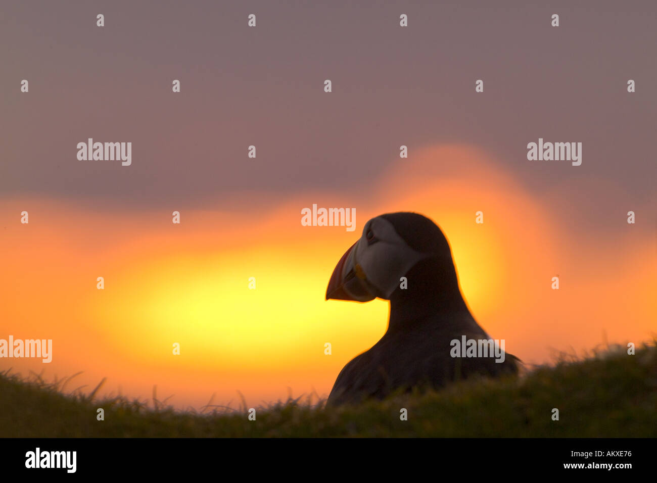 Macareux moine (Fratercula arctica) sur la falaise au coucher du soleil Hermaness Juin Royaume-uni Shetland Banque D'Images