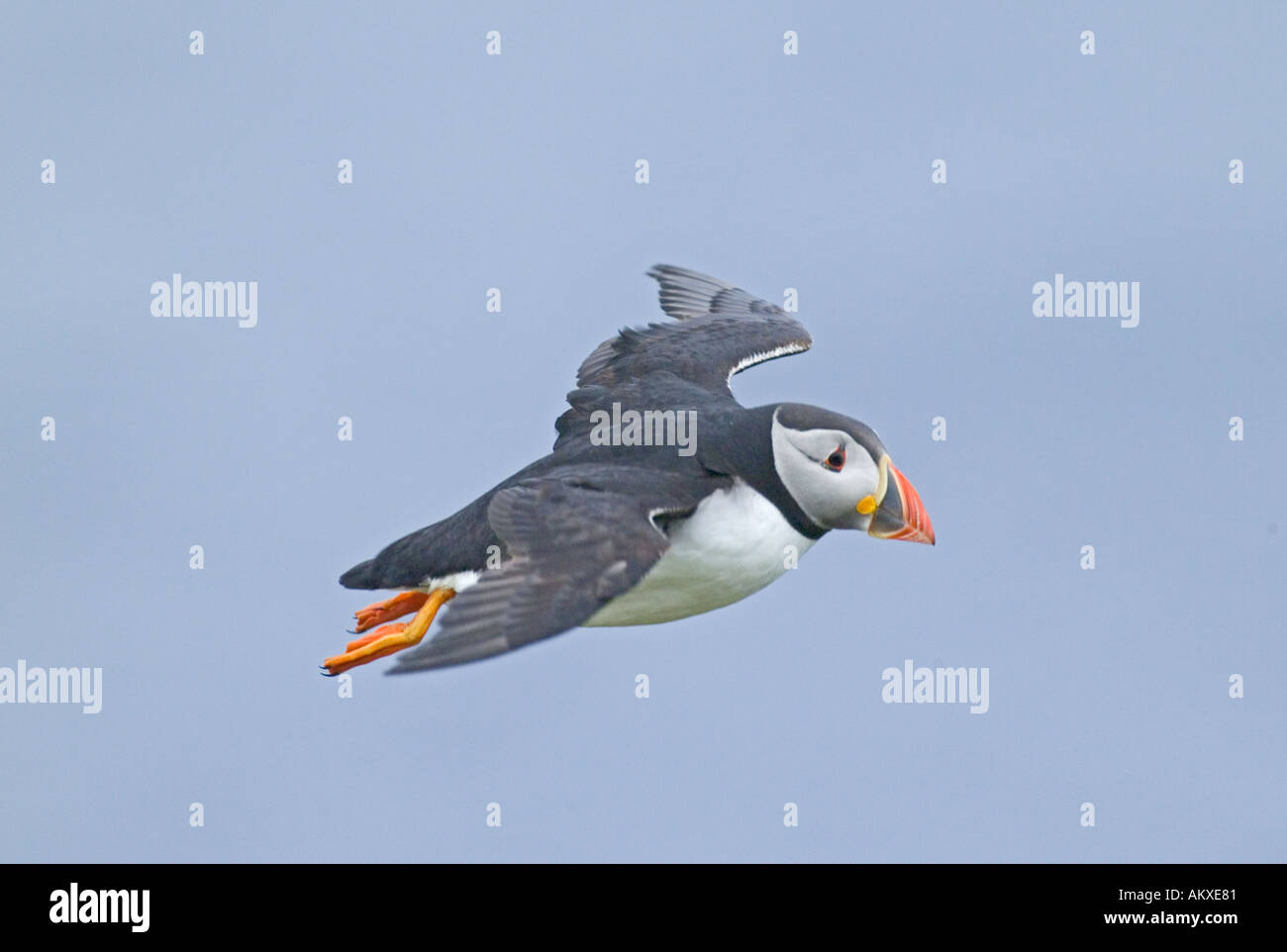 Macareux moine (Fratercula arctica) Hermaness Juin Royaume-uni Shetland Banque D'Images