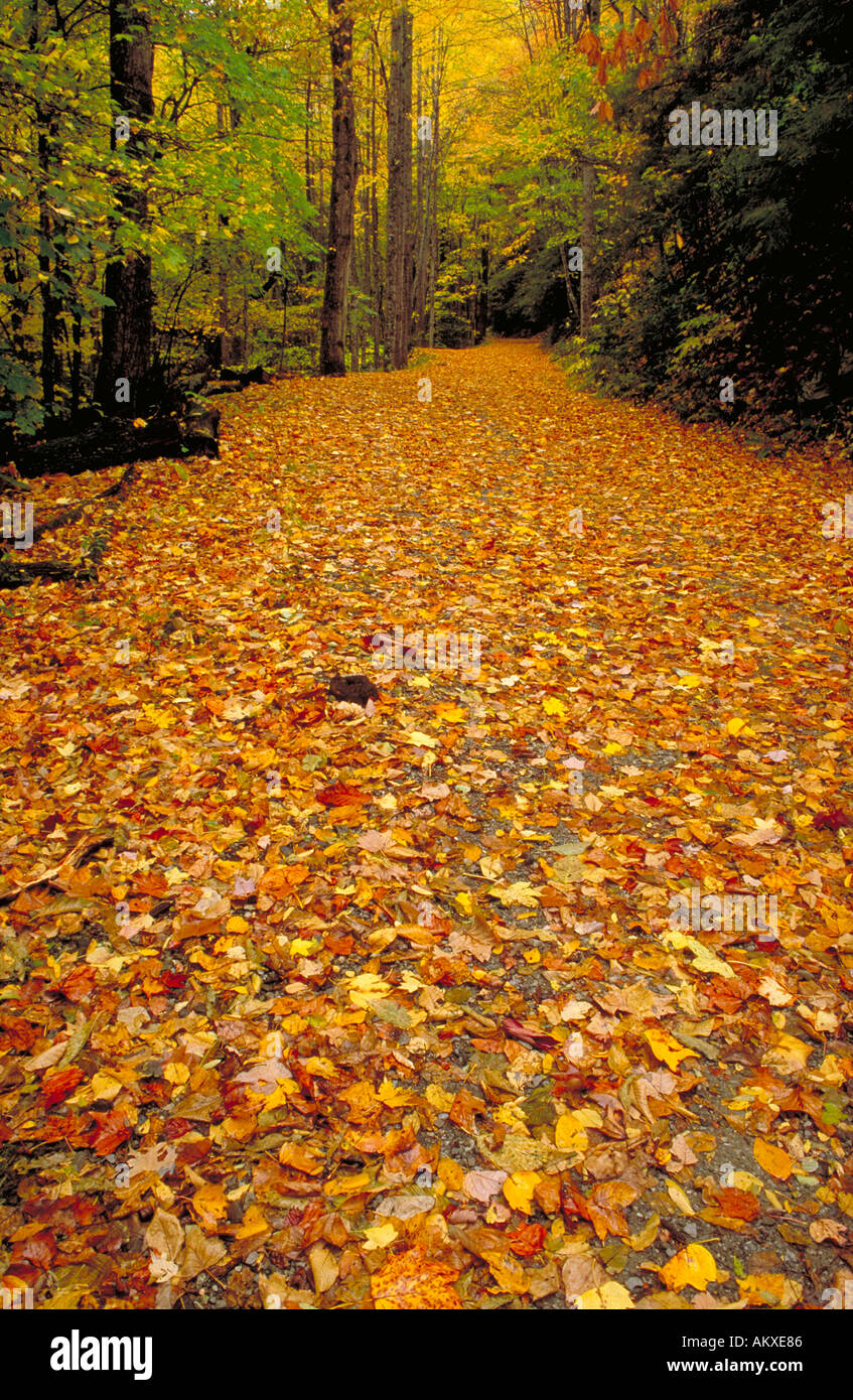 Les feuilles d'automne sur le sentier de montagne près de chemin, Cades Cove Tennessee Banque D'Images