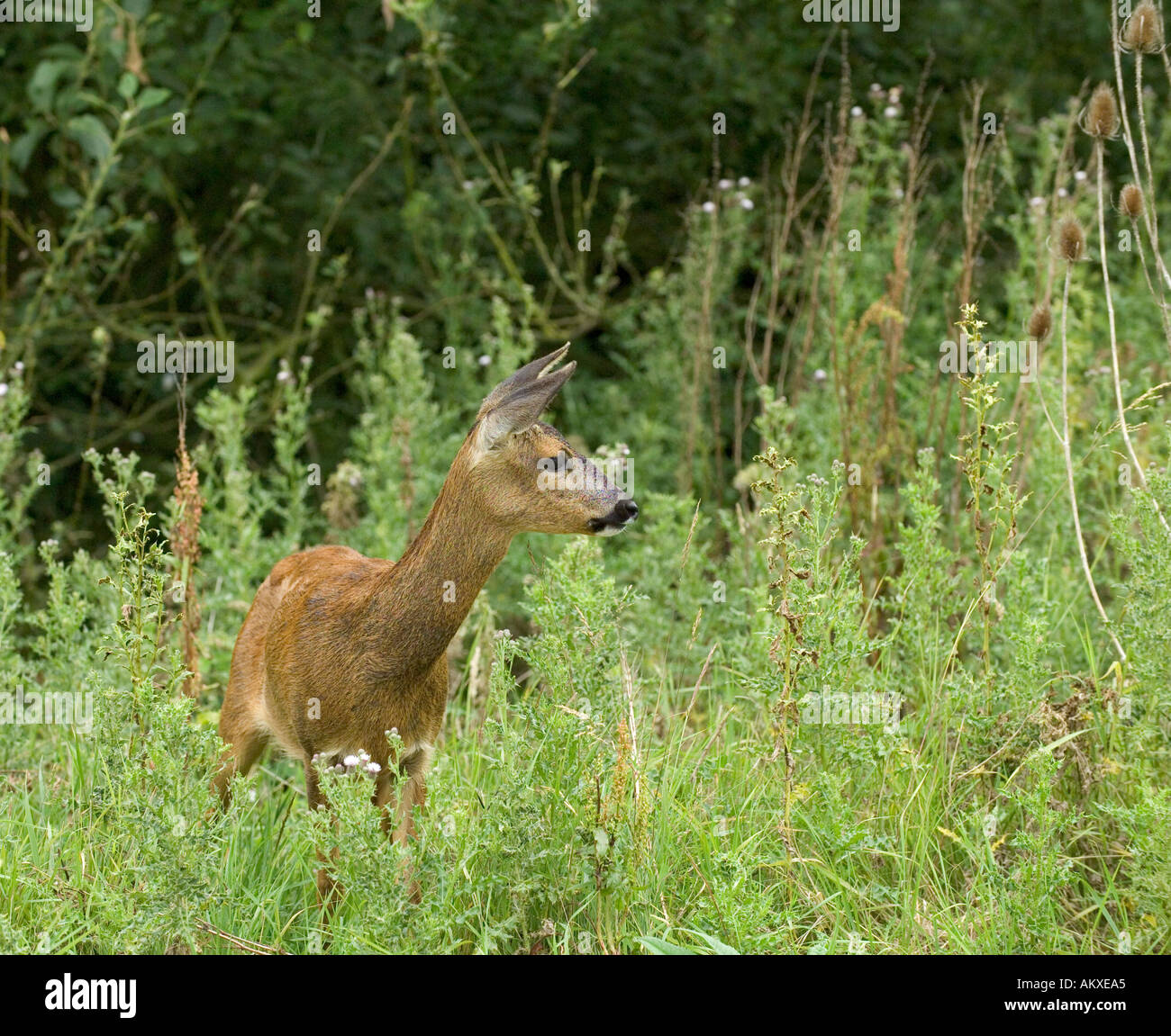 Le Chevreuil Capreolus capreolus au bord des bois d'été britannique Kent Banque D'Images