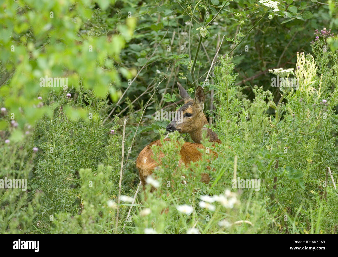 Le Chevreuil Capreolus capreolus au bord des bois d'été britannique Kent Banque D'Images