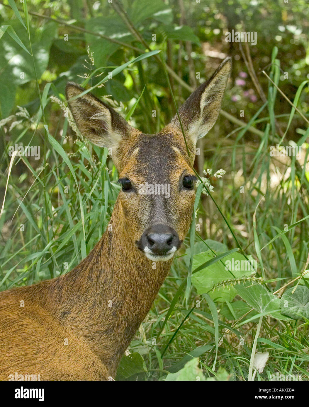 Le Chevreuil Capreolus capreolus au bord des bois d'été britannique Kent Banque D'Images