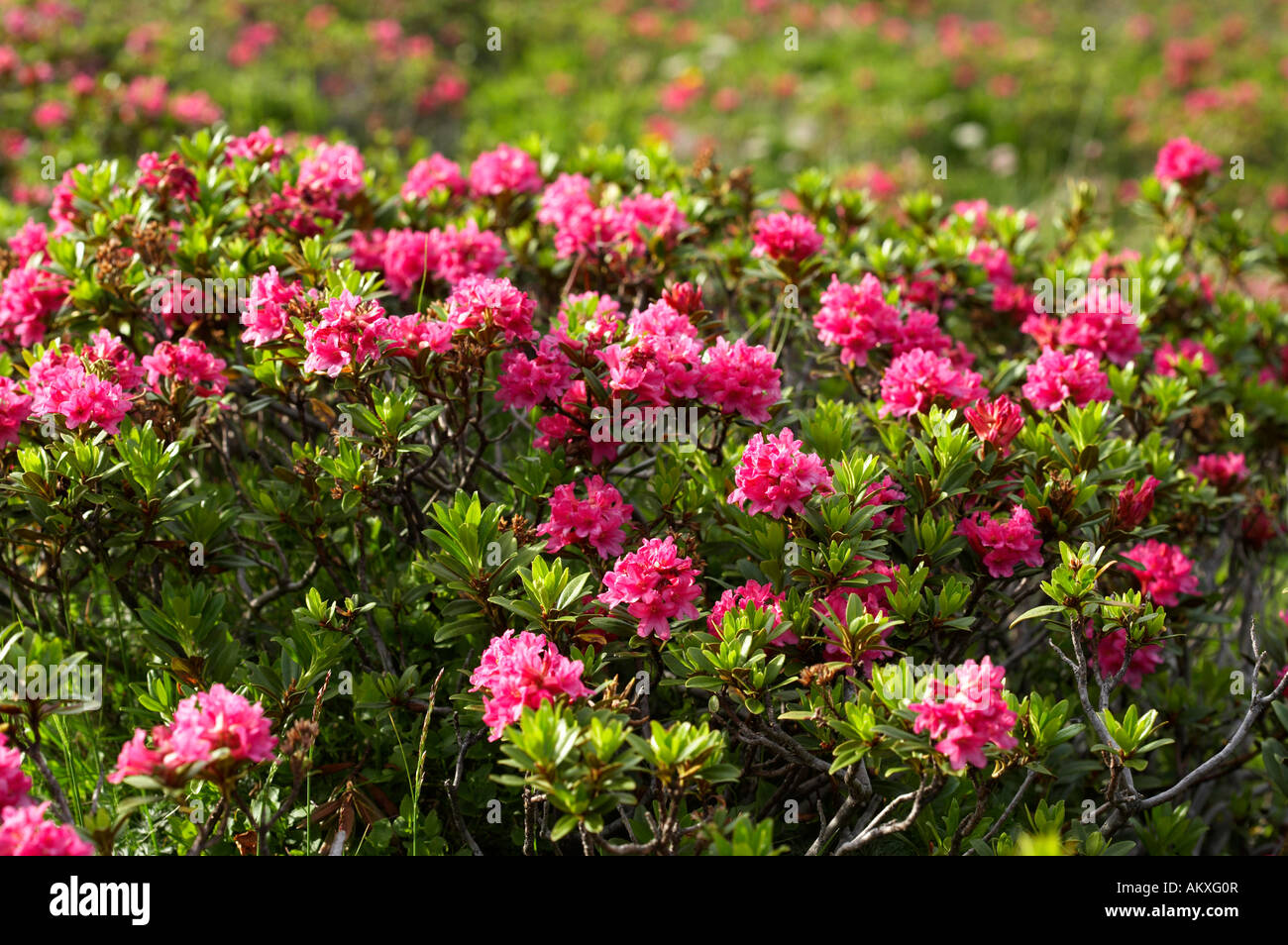 Rhododendron ferrugineum (rusty-leaved alpenrose), Parc National Nockberge, Carinthie, Autriche Banque D'Images