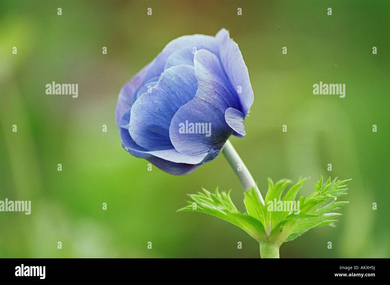 Anémone Anémone coronaria jardin /. Leningrad region, Russie Banque D'Images