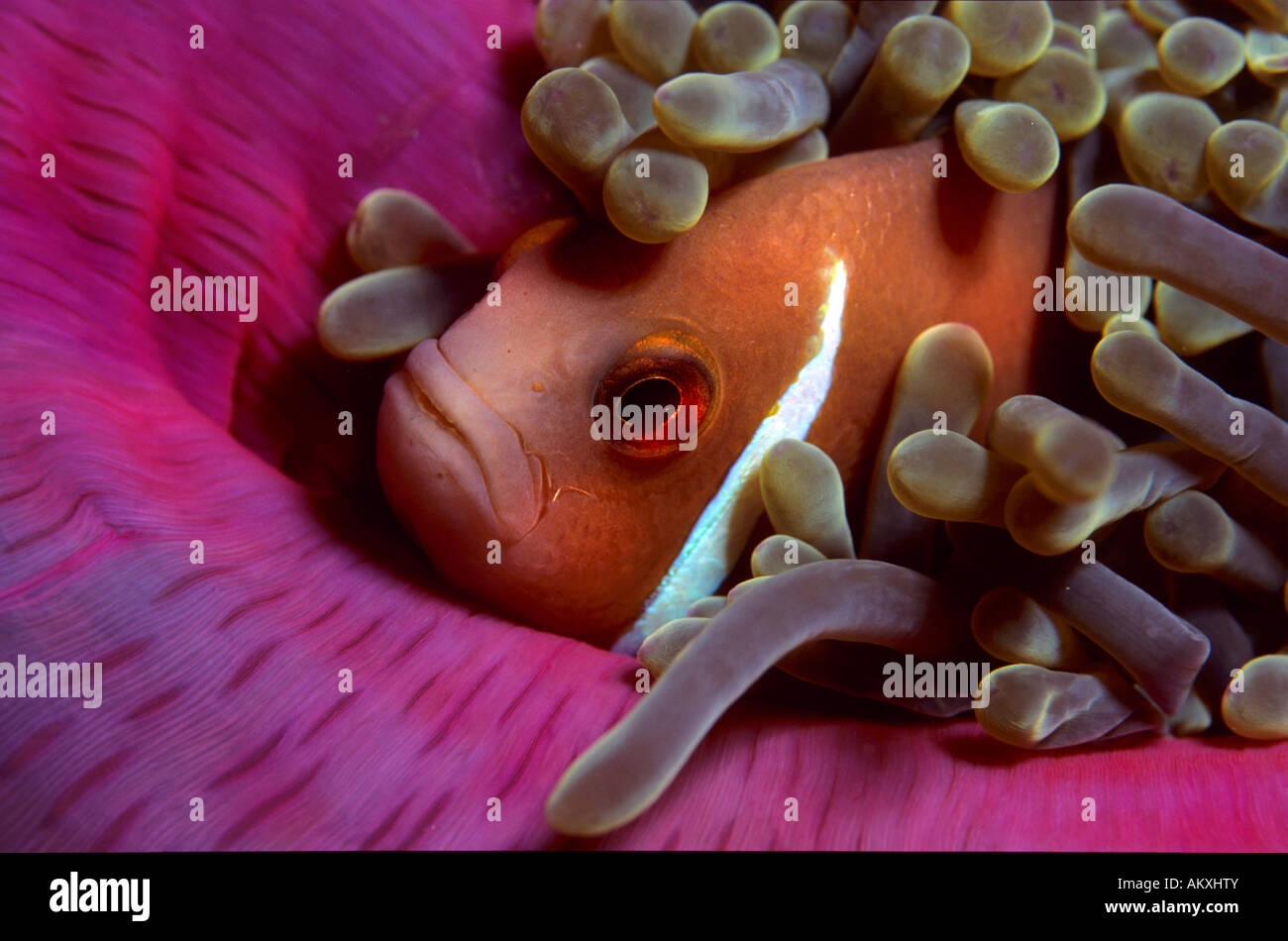 Poisson clown à crinière blanche ou rose poisson clown Amphiprion perideraion,. Banque D'Images