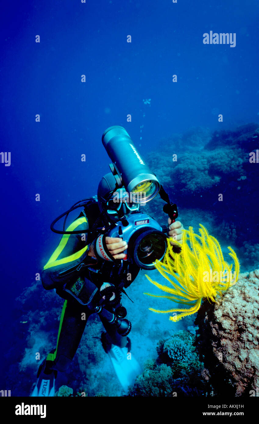 Diver prend une photo d'une plume star, crinoïde. Banque D'Images