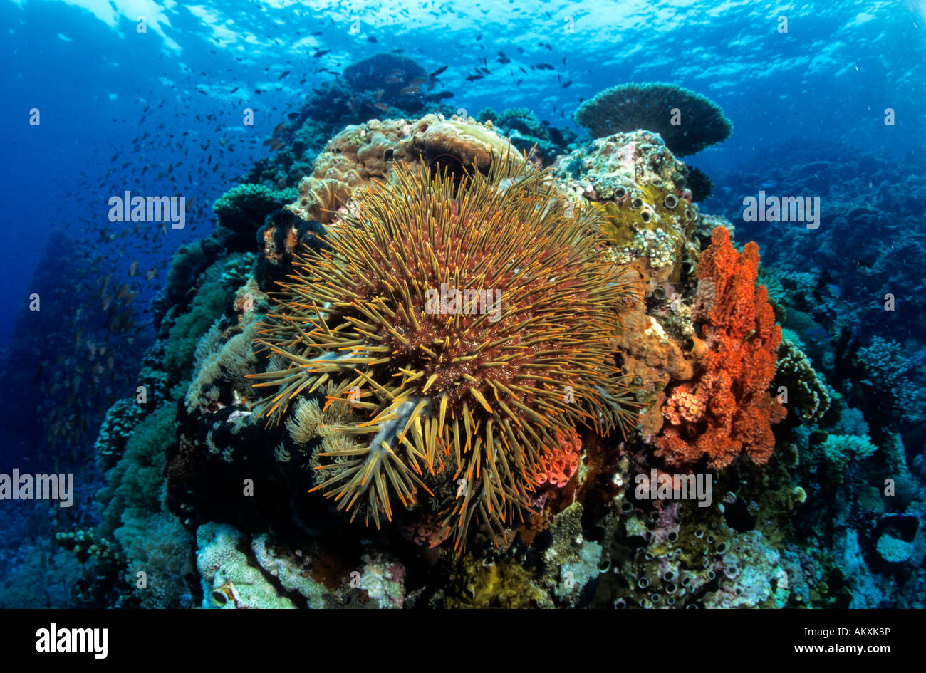 La couronne d'épines, étoile de mer Acanthaster planci, Philippines Banque D'Images