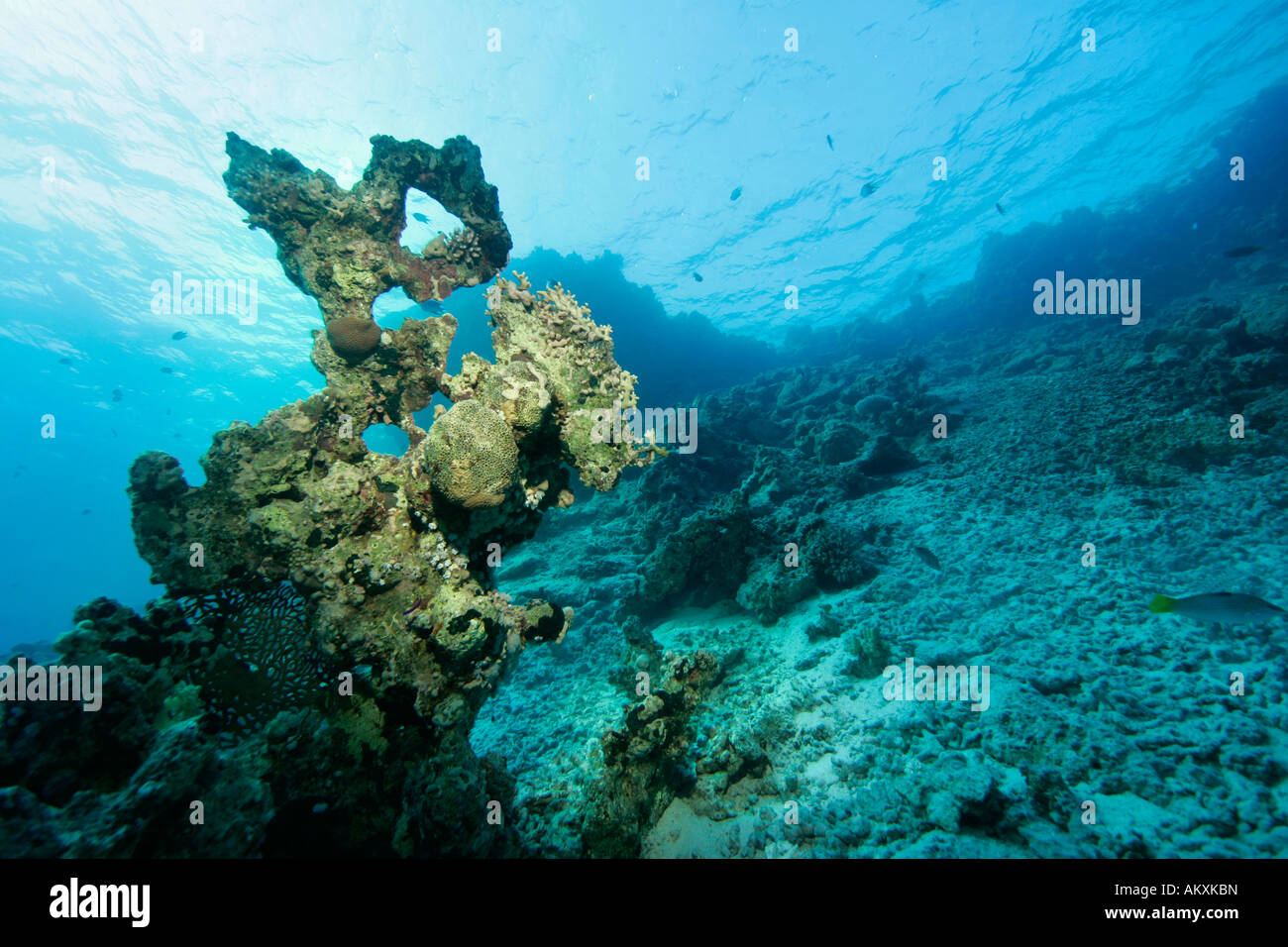 Les récifs coralliens morts, détruit les coraux, causée par les vagues. Banque D'Images