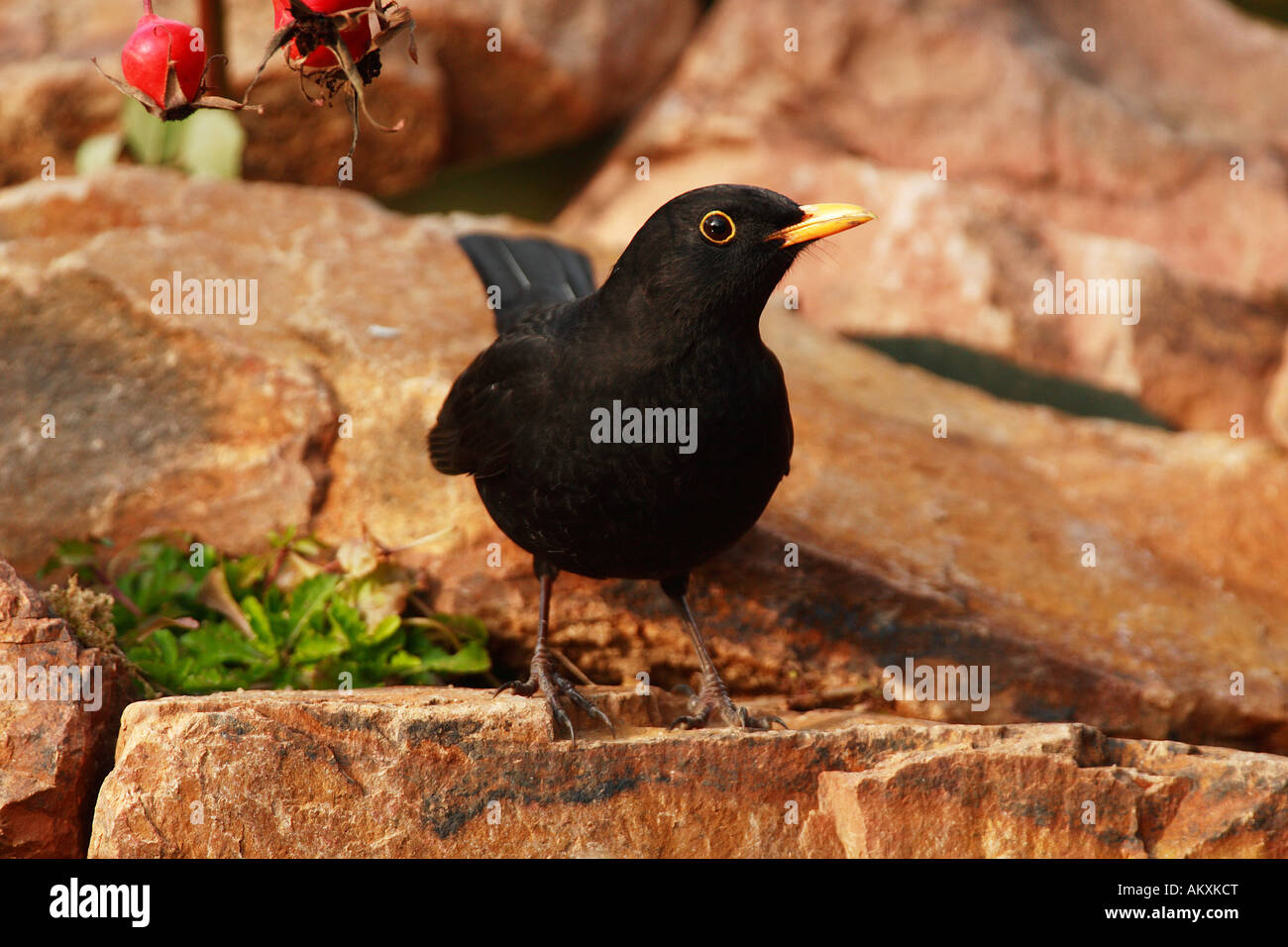 Blackbird (Turdus merula) Banque D'Images