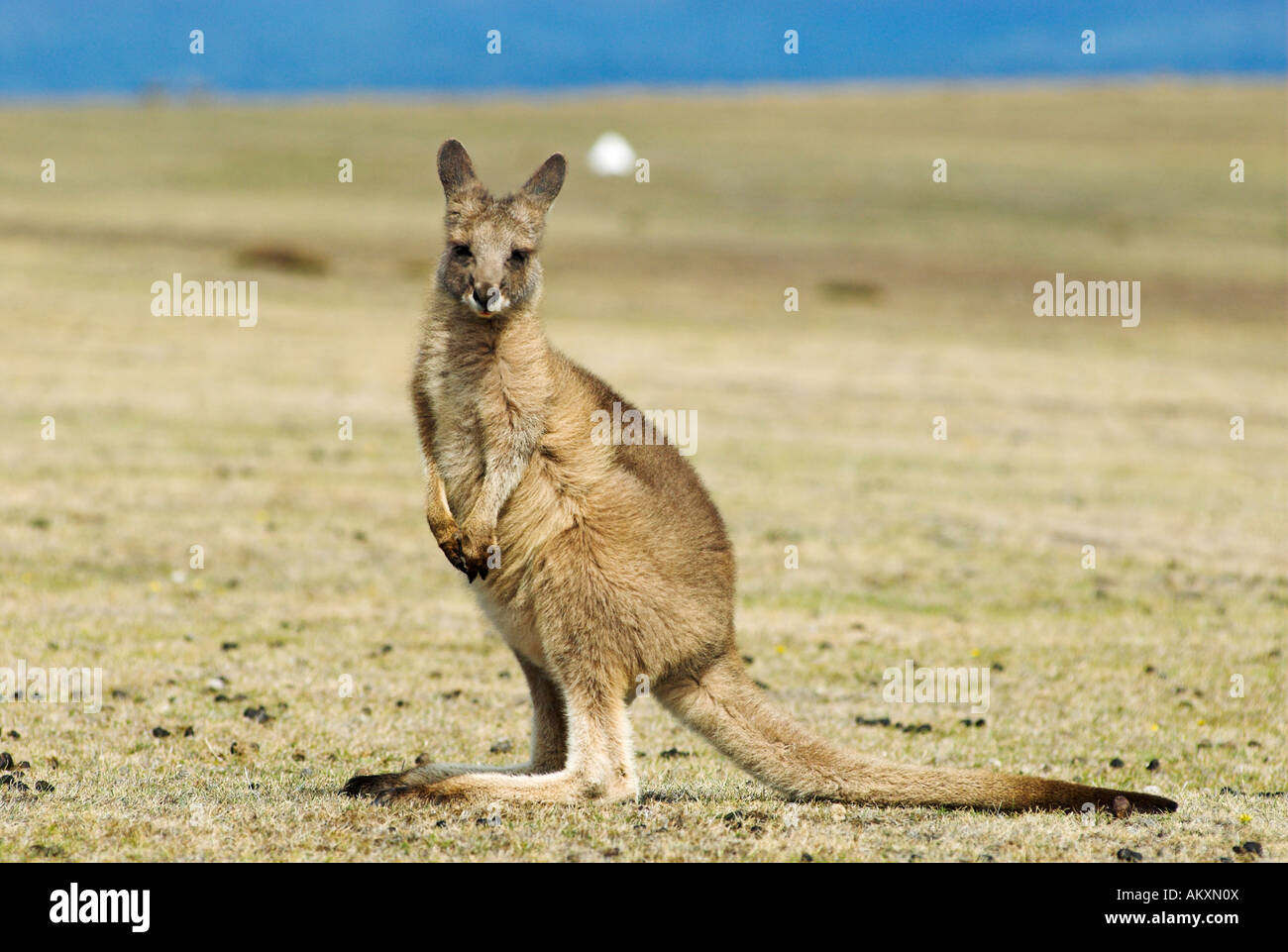 Kangourou gris, Macropus giganteus, Maria Island National Park, Tasmanie, Australie Banque D'Images