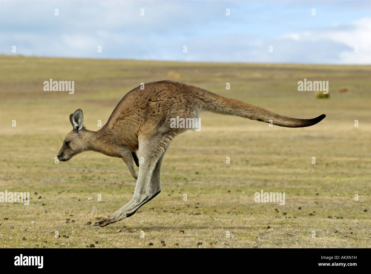 Kangourou gris, Macropus giganteus, Maria Island National Park, Tasmanie, Australie Banque D'Images