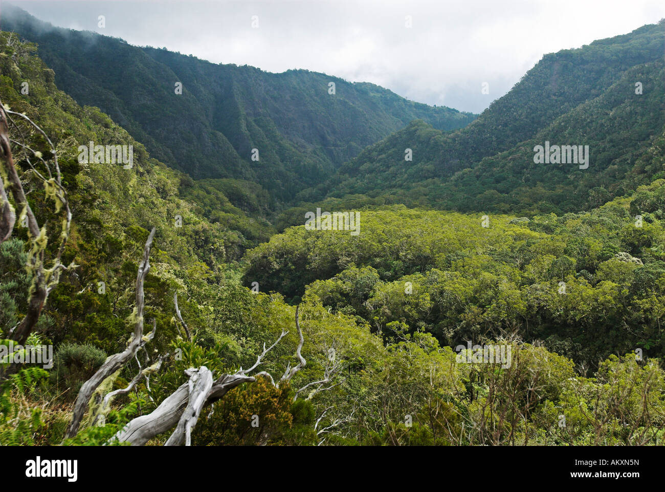 La forêt vierge à caldera cirque de Mafate, La Réunion, la France, l'Afrique Banque D'Images