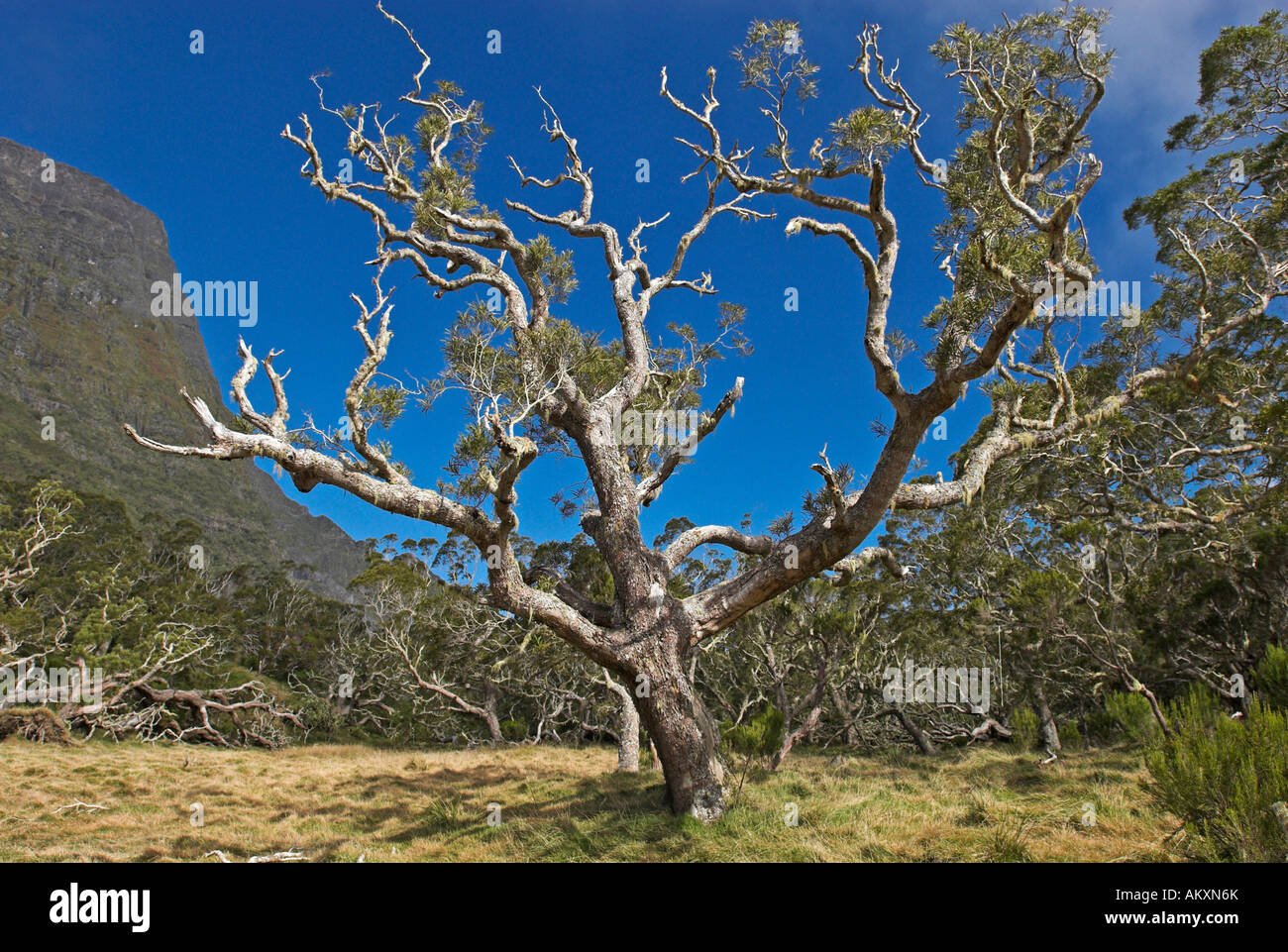 Forêt de tamarin, Plaine des Tamarins, caldera cirque de Mafate, La Réunion, la France, l'Afrique Banque D'Images