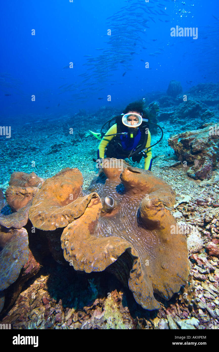 Plongeur et, de bénitiers (Tridacna gigas Clam Killer), dans le parc national marin de Bunaken, sous-marine en Indonésie. Banque D'Images