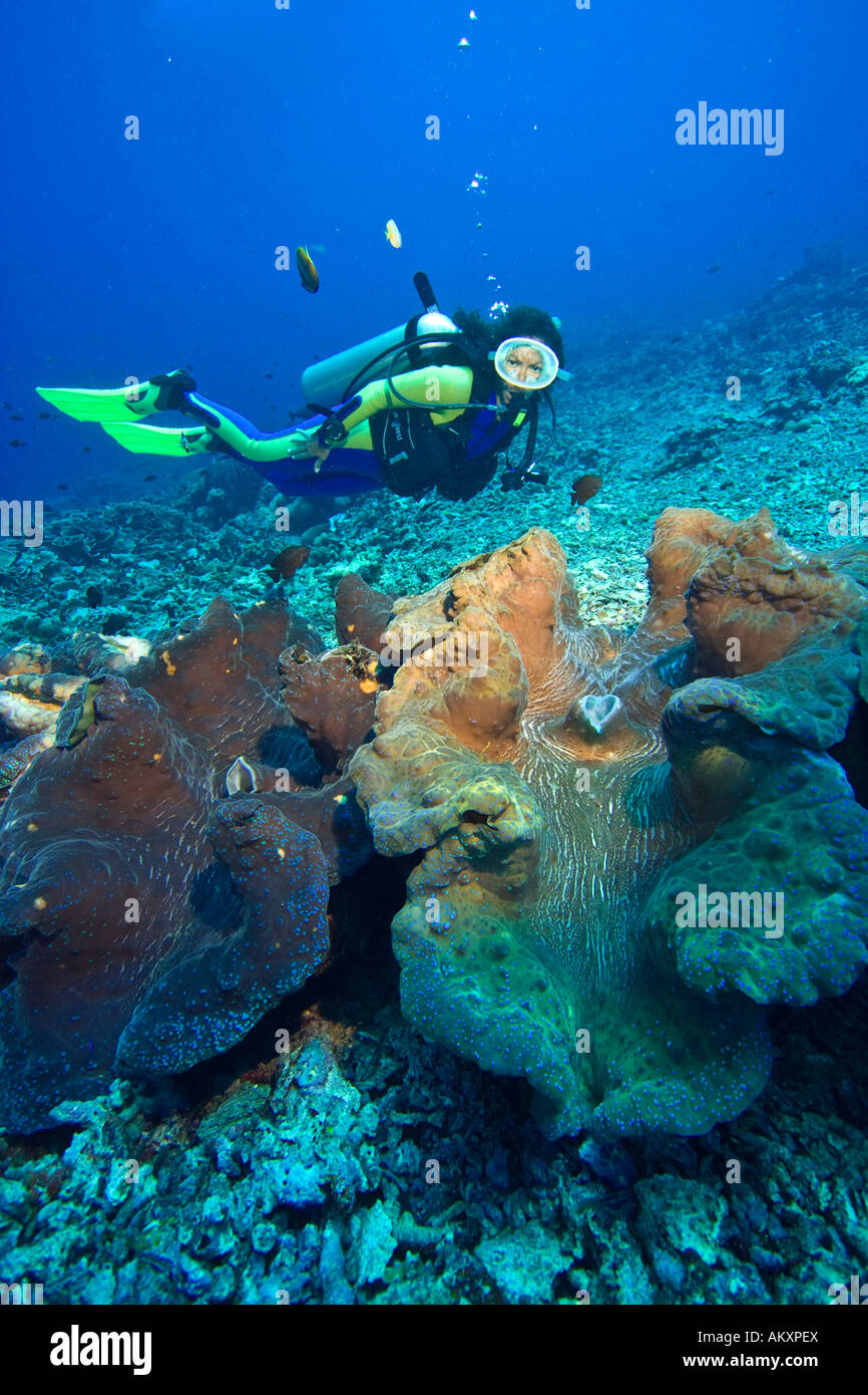 Plongeur et, de bénitiers (Tridacna gigas Clam Killer), dans le parc national marin de Bunaken, sous-marine en Indonésie. Banque D'Images