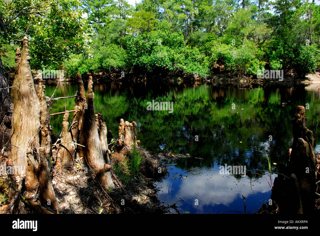 Floride rivière Suwannee cyprès genoux Banque D'Images