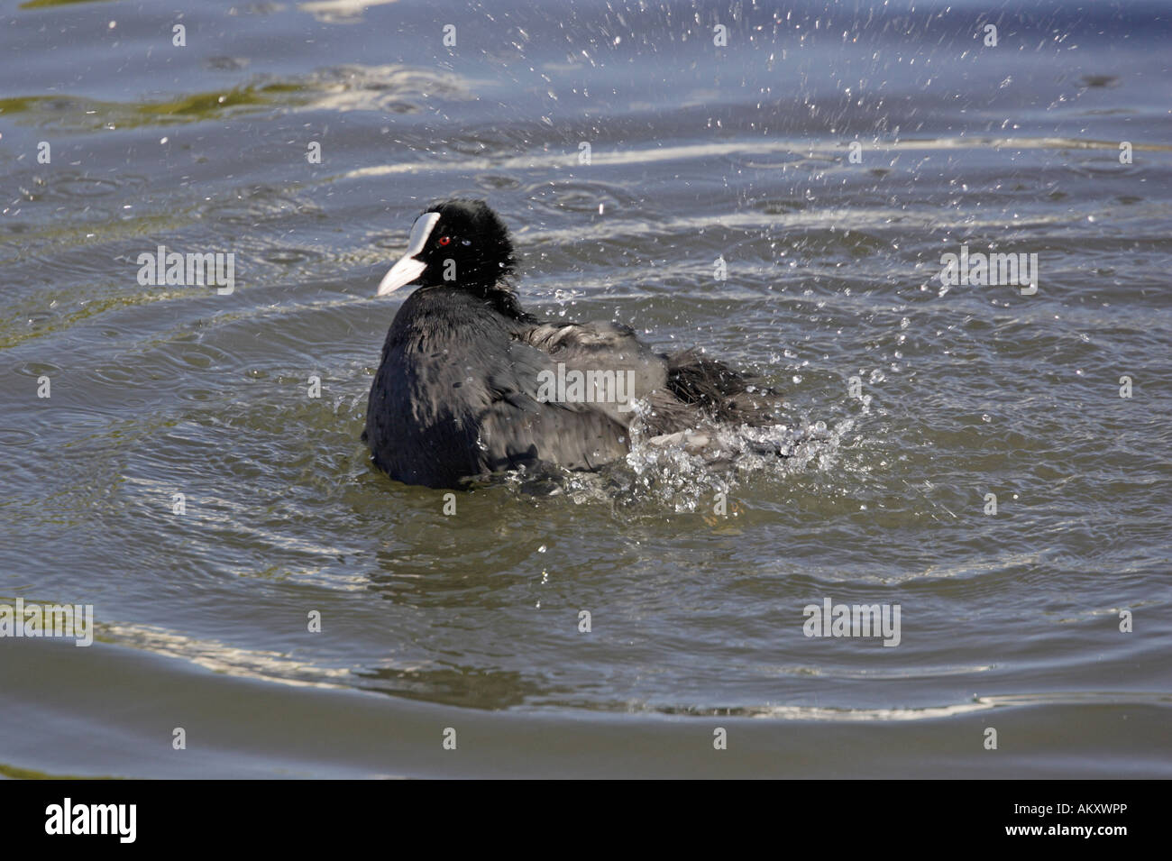 Foulque d'éclaboussures et de lavage Banque D'Images