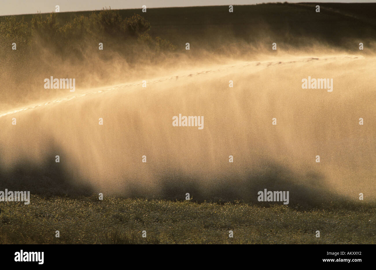 Récolte des arrosages, Tasmanie, Australie Banque D'Images