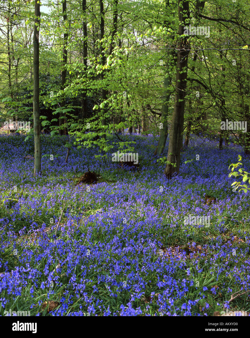 Bluebell en vertu de l'hêtre. North Downs Way Surrey Surrey England Nr Ranmore peut Banque D'Images