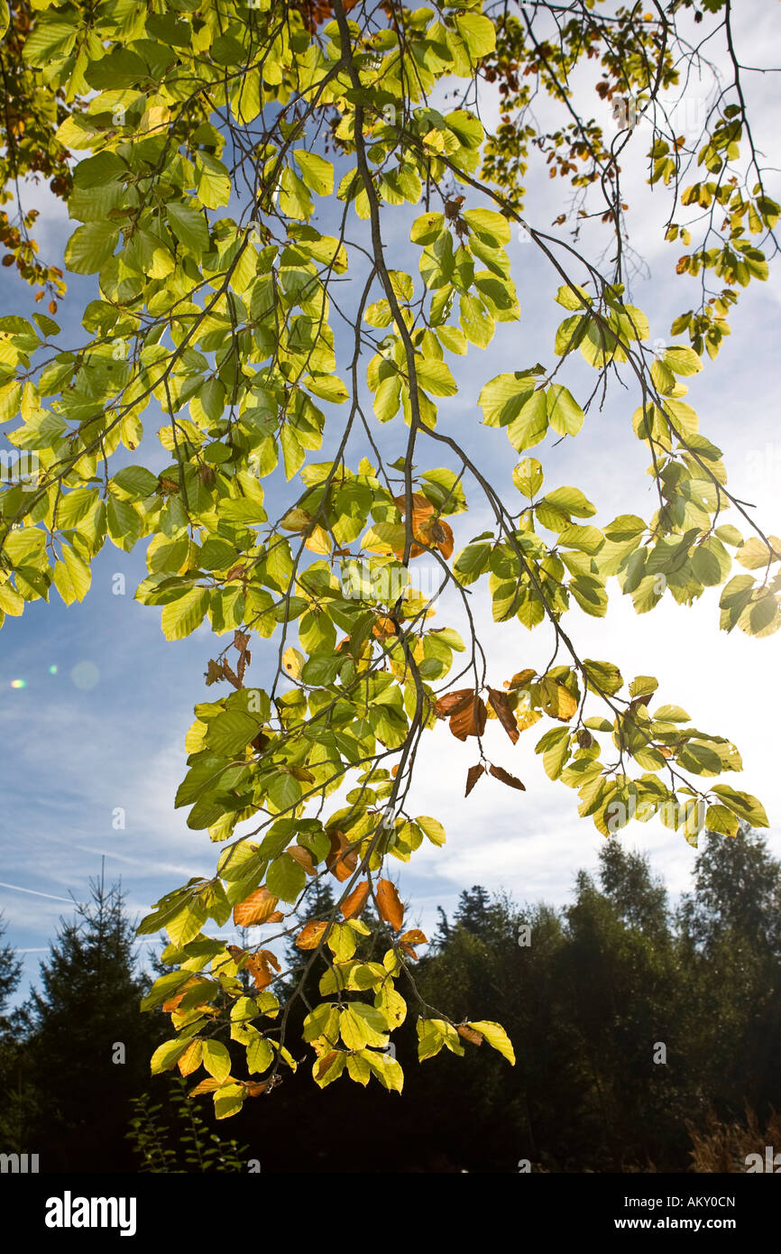 Feuillage de l'automne, Hesse, Allemagne Banque D'Images