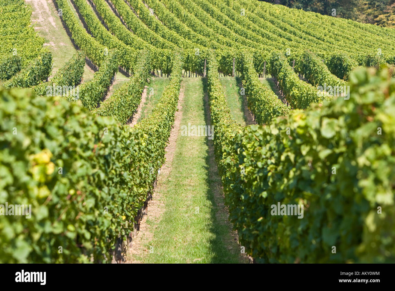Les vignes de raisins de la vigne, du district Rhin (Rheingau), Hesse, Allemagne Banque D'Images