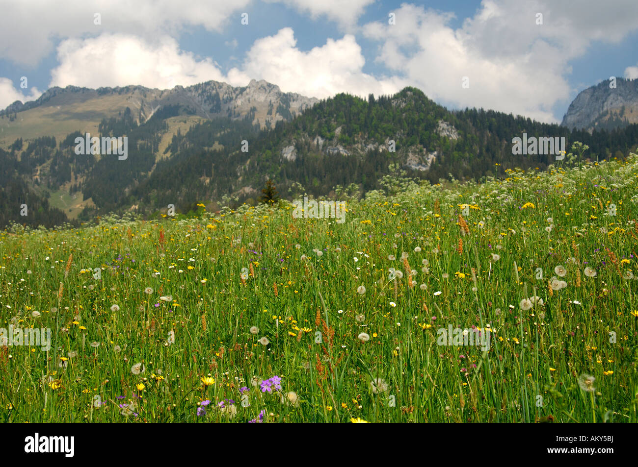 La montagne Alpine Meadows. Simnmental, Suisse Banque D'Images