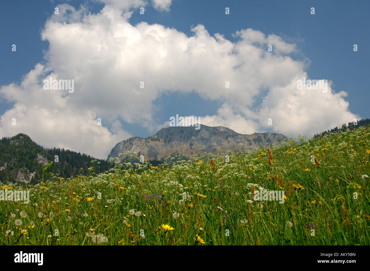 La montagne Alpine Meadows. Simnmental, Suisse Banque D'Images