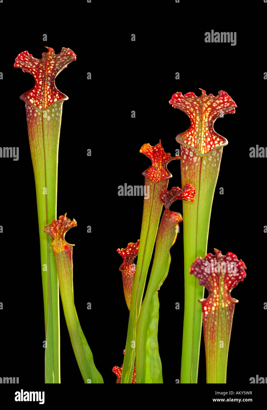 Sarracénie Sarracenia, spec. Banque D'Images